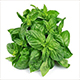 Basil in USA